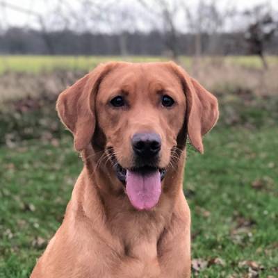Willow - Red Labrador